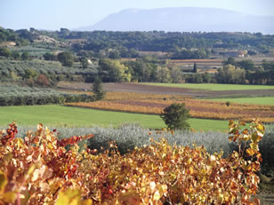 Late Autumn Colour In Mirabel