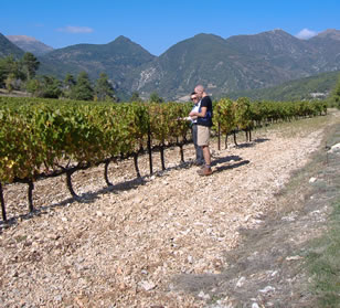 In The Vineyard in September