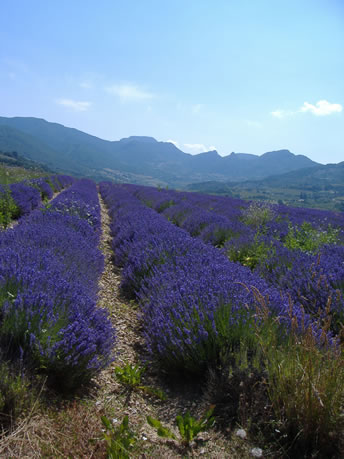 A Lavender Field In June